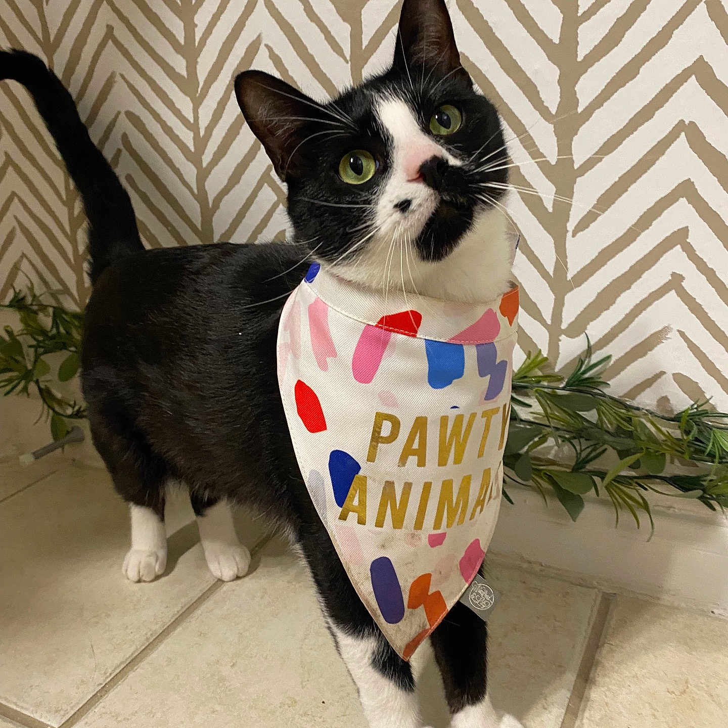 Moose joined the competition — help win amazing prizes! abyssinian, accessories, animal, bandana, blackcat, blanket, cat, clothing, document, formalwear, headband, kitten, manx, pattern, pet, plant, pottedplant, receipt, text, tie