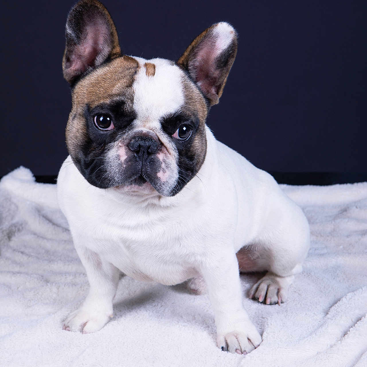 Winston participe au concours pour gagner de l'argent avec cette photo : dog, french_bulldog, puppy, pet, animal, white_blanket, portrait, studio, cute, ears, sitting, short_hair, snout, black_and_white, brown_spots, looking, fur, indoor, isolated, background