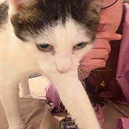 Monsieur Chat participe au concours pour gagner de l'argent avec cette photo : animal, bed, blanket, blurred, casual, cat, close_up, curious_cat, face, feline, fur, glasses, hand, indoor, person, pet, pink_clothing, resting, tabby_cat, white_cat