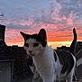 Monsieur Chat participe au concours pour gagner de l'argent avec cette photo : animal, building, cat, clouds, colorful_sky, curious, domestic_cat, evening, fur, nature, outdoor, pet, rooftop, silhouette, sky, sunset, twilight, urban, walking, whiskers
