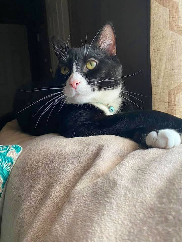 Oreo is registered to the contest to win money with this photo: black_cat, carnivore, cat, comfort, domestic_short_haired_cat, felidae, foot, fur, grey, human_leg, lap, leg, linens, paw, sitting, small_to_medium_sized_cats, snout, tail, whiskers, window