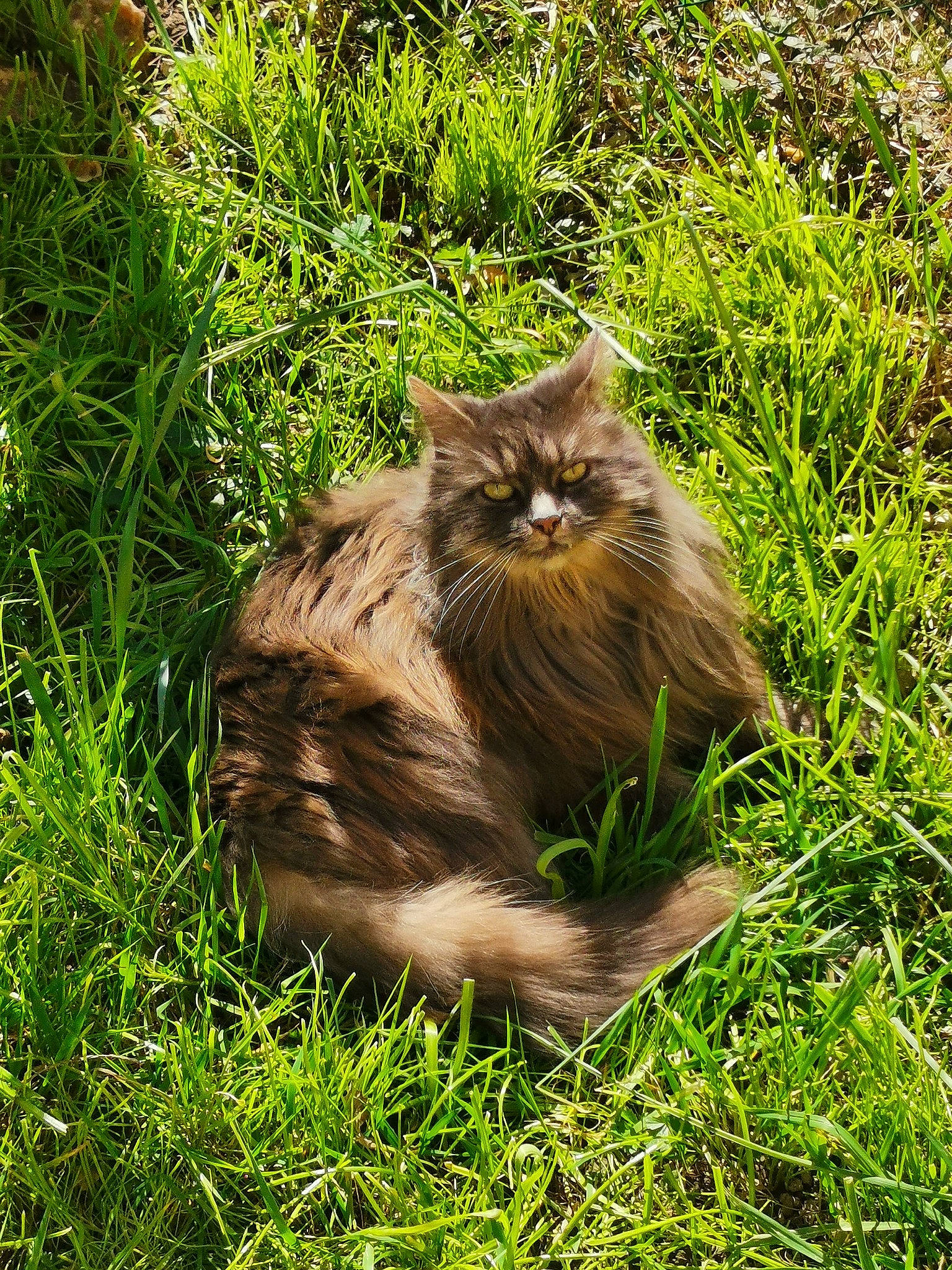 Nala participe au concours pour gagner de l'argent avec cette photo : british_longhair, carnivore, cat, fawn, felidae, fur, grass, grassland, groundcover, maine_coon, plant, sitting, small_to_medium_sized_cats, snout, soil, tail, terrestrial_animal, whiskers, wildlife, wood