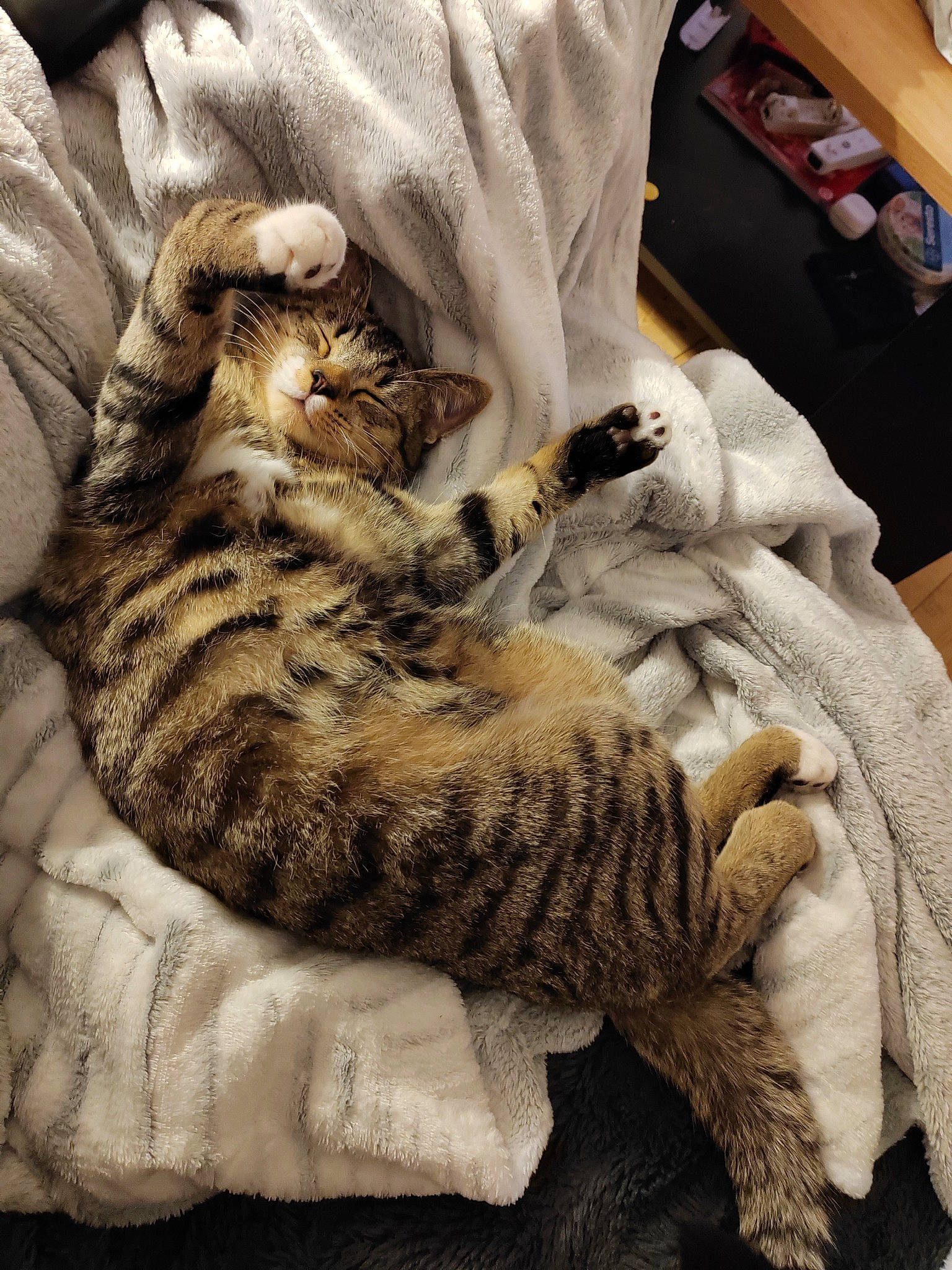 Tiger a rejoint le concours — aidez-le/la à gagner de superbes lots ! bed, big_cats, carnivore, cat, claw, comfort, domestic_short_haired_cat, fawn, felidae, fur, grey, linens, nap, pattern, paw, small_to_medium_sized_cats, tail, terrestrial_animal, vertebrate, whiskers