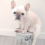 Michael Angelo joined the competition — help win amazing prizes! dog, french_bulldog, pet, indoor, stool, white_wall, wooden_floor, sitting, cute, small_furniture, animal, companion, domestic, portrait, canine, paw, ears, snout, expression, light