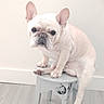 dog, french_bulldog, pet, indoor, stool, white_wall, wooden_floor, sitting, cute, small_furniture, animal, companion, domestic, portrait, canine, paw, ears, snout, expression, light