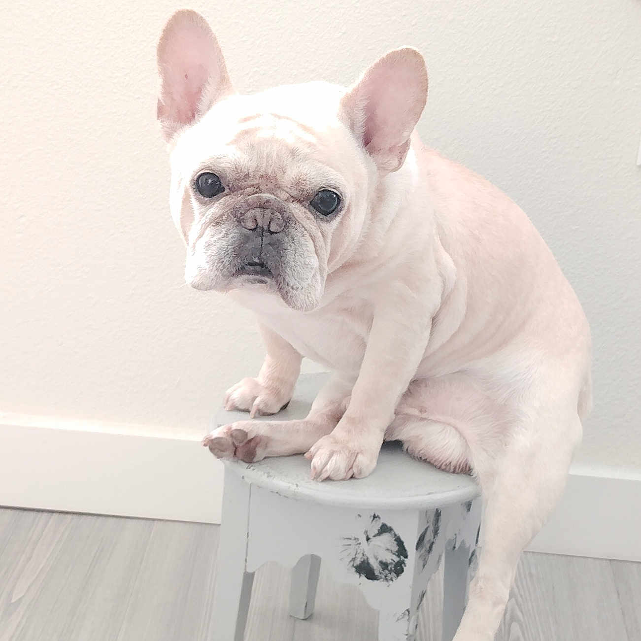 Michael Angelo joined the competition — help win amazing prizes! dog, french_bulldog, pet, indoor, stool, white_wall, wooden_floor, sitting, cute, small_furniture, animal, companion, domestic, portrait, canine, paw, ears, snout, expression, light