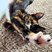 Mrs.fatty joined the competition — help win amazing prizes! animal, calico, carpet, cat, closeup, curious, ears, feline, fur, home, indoor, mammal, paw, pet, playful, relaxing, soft, stretching, texture, whiskers