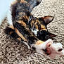 animal, calico, carpet, cat, closeup, curious, ears, feline, fur, home, indoor, mammal, paw, pet, playful, relaxing, soft, stretching, texture, whiskers