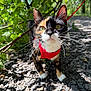 Mrs.fatty joined the competition — help win amazing prizes! animal, calico_cat, cat, closeup, curious, ears, fur, greenery, harness, leaves, mammal, nature, outdoor, path, pet, rocks, shadow, sunlight, walking, whiskers