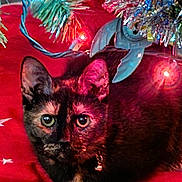 Cali is registered to the contest to win money with this photo: cat, tortoiseshell, christmas_tree, ornament, christmas_lights, red_tree_skirt, holiday, pet, animal, indoor, decorations, festive, fur, whiskers, eyes, collar, green_eyes, pine_needles, twinkle_lights, closeup