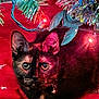 cat, tortoiseshell, christmas_tree, ornament, christmas_lights, red_tree_skirt, holiday, pet, animal, indoor, decorations, festive, fur, whiskers, eyes, collar, green_eyes, pine_needles, twinkle_lights, closeup