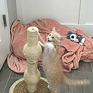 Leo is registered to the contest to win money with this photo: kitten, cat, scratching_post, toy, stuffed_animal, blanket, floor, indoor, playful, feline, pet, fur, paws, tail, wooden_floor, door, home, cozy, cute, animal