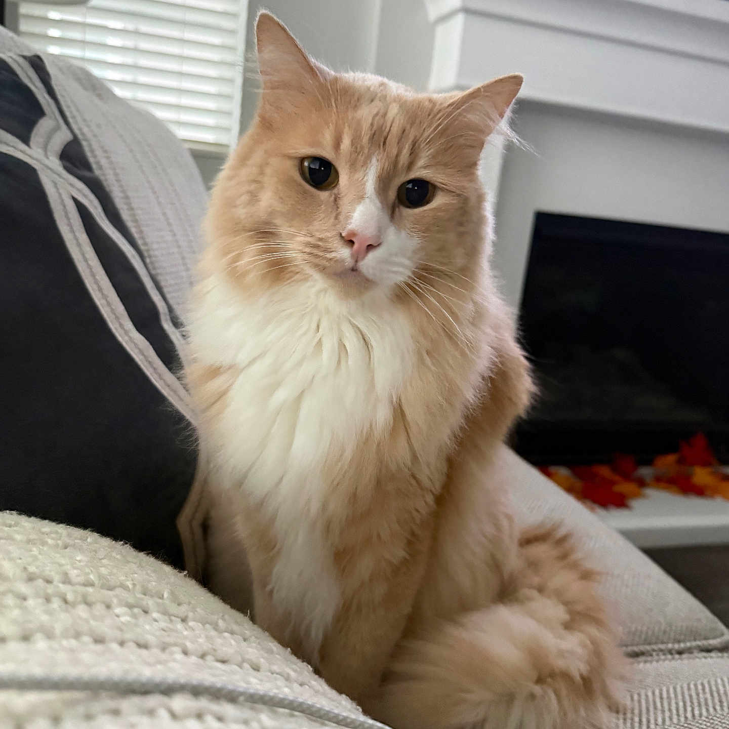 Leo is registered to the contest to win money with this photo: autumn, blanket, cat, couch, cozy, curious, domestic_animal, feline, fireplace, fluffy, furniture, home, indoor, leaves, orange_cat, pet, portrait, sitting, white_cat, window