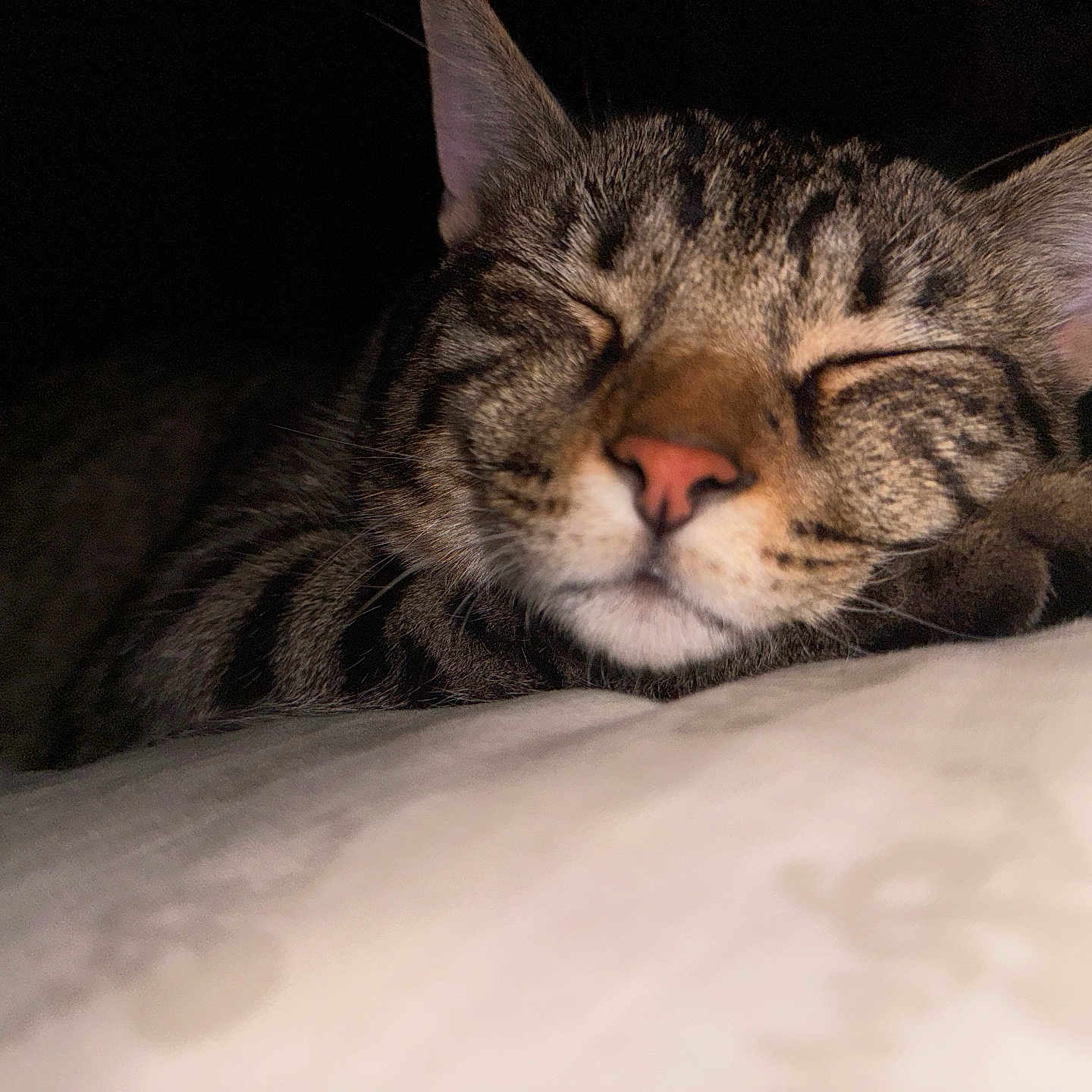 Pumpkin joined the competition — help win amazing prizes! cat, tabby_cat, sleeping, close_up, pet, animal, feline, whiskers, ears, nose, paw, resting, cozy, indoor, cute, soft, fur, peaceful, relaxation, face