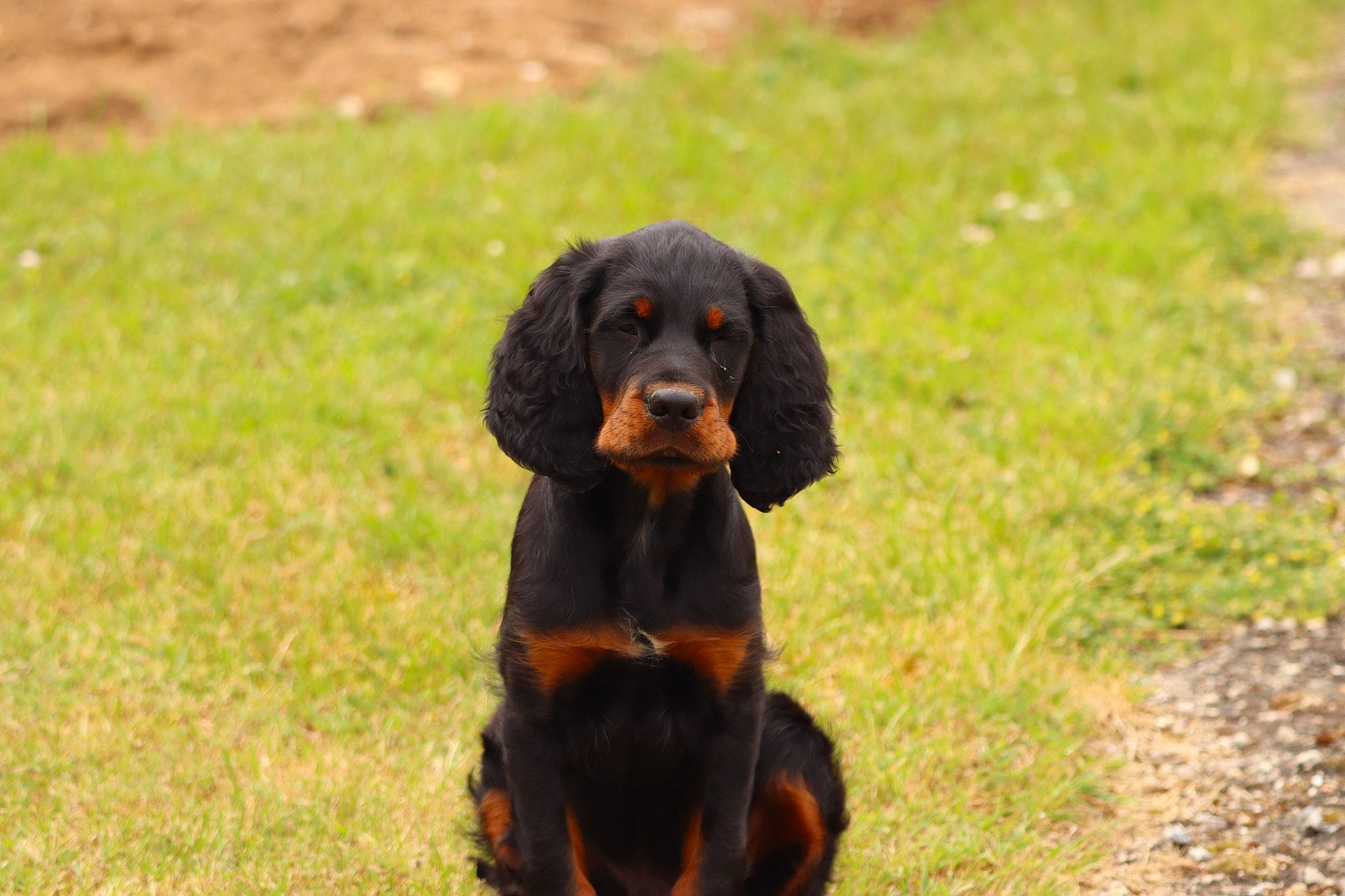 Taïco participe au concours pour gagner de l'argent avec cette photo : canidae, carnivore, companion_dog, dog, dog_breed, grass, hound, hunting_dog, liver, sharing, snout, sporting_group, tail, terrestrial_animal, working_animal, working_dog