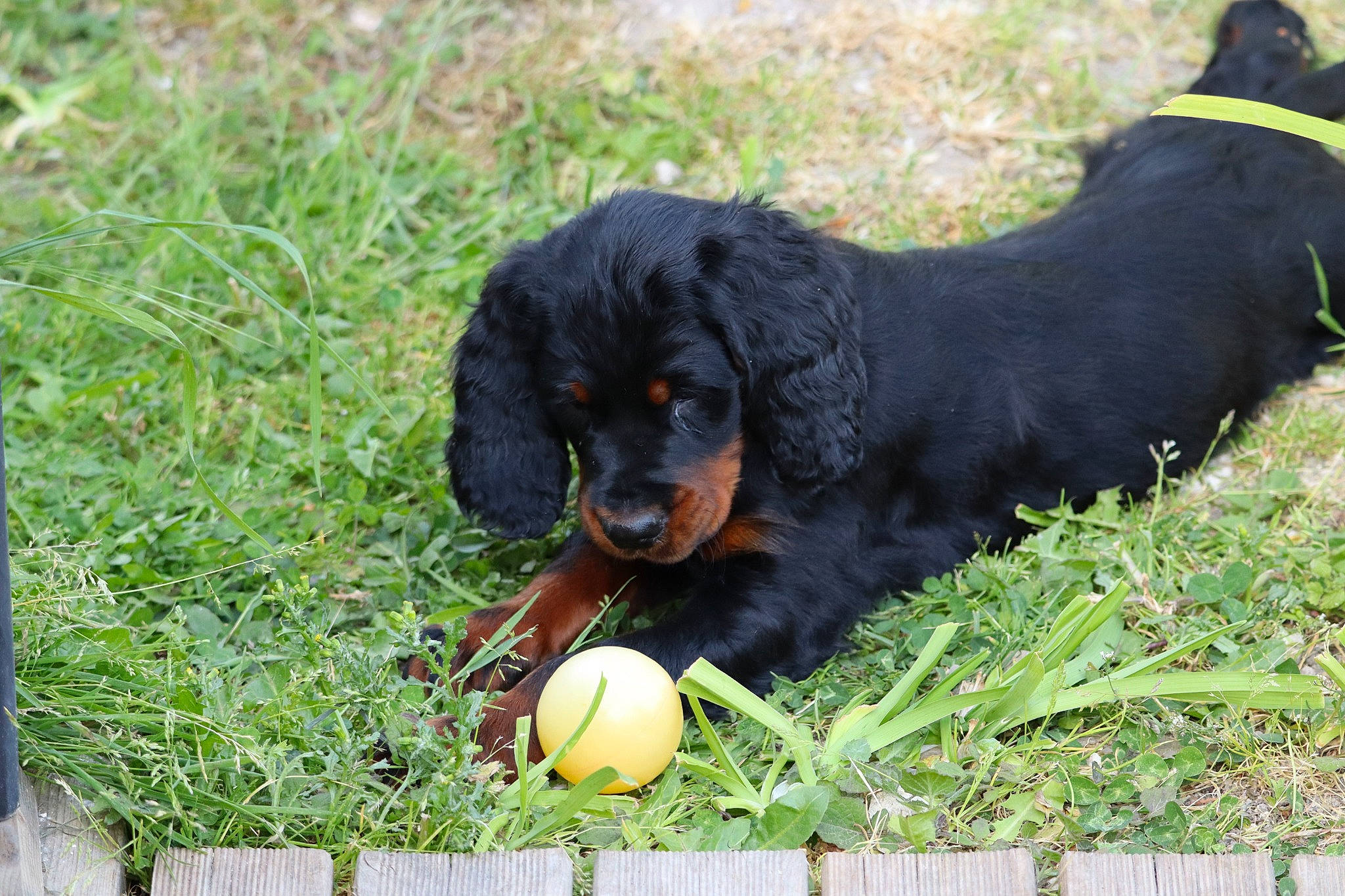 Taïco participe au concours pour gagner de l'argent avec cette photo : ball, canidae, carnivore, companion_dog, cricket_ball, dog, dog_breed, football, grass, hound, hunting_dog, plant, snout, sporting_group, sports_equipment, sports_toy, tennis_ball, terrestrial_animal, working_animal, working_dog