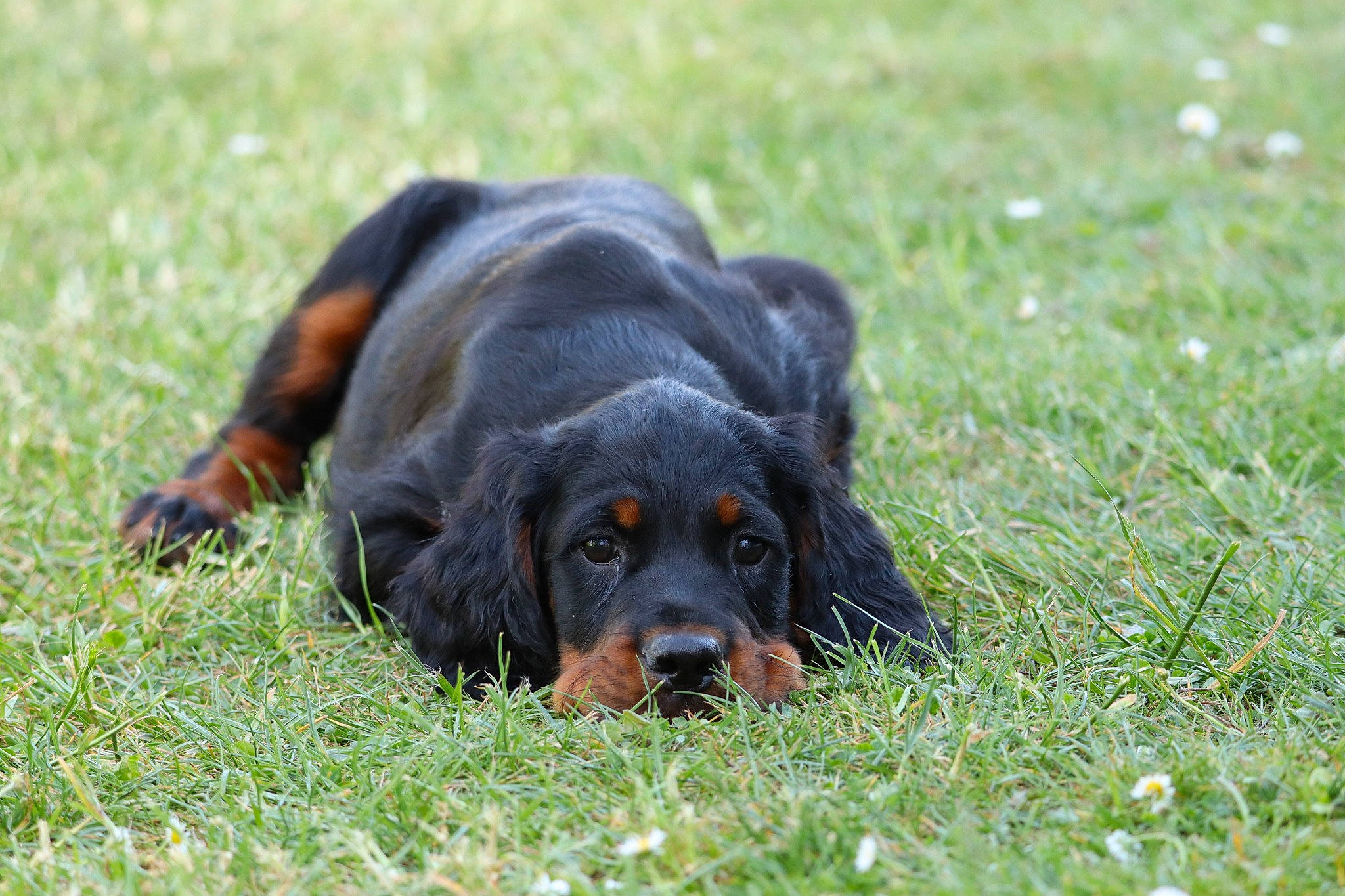 Taïco a rejoint le concours — aidez-le/la à gagner de superbes lots ! canidae, carnivore, companion_dog, dog, dog_breed, flower, grass, grassland, herbaceous_plant, hound, hunting_dog, liver, nature, plant, puppy, snout, sporting_group, tail, terrestrial_animal, working_dog