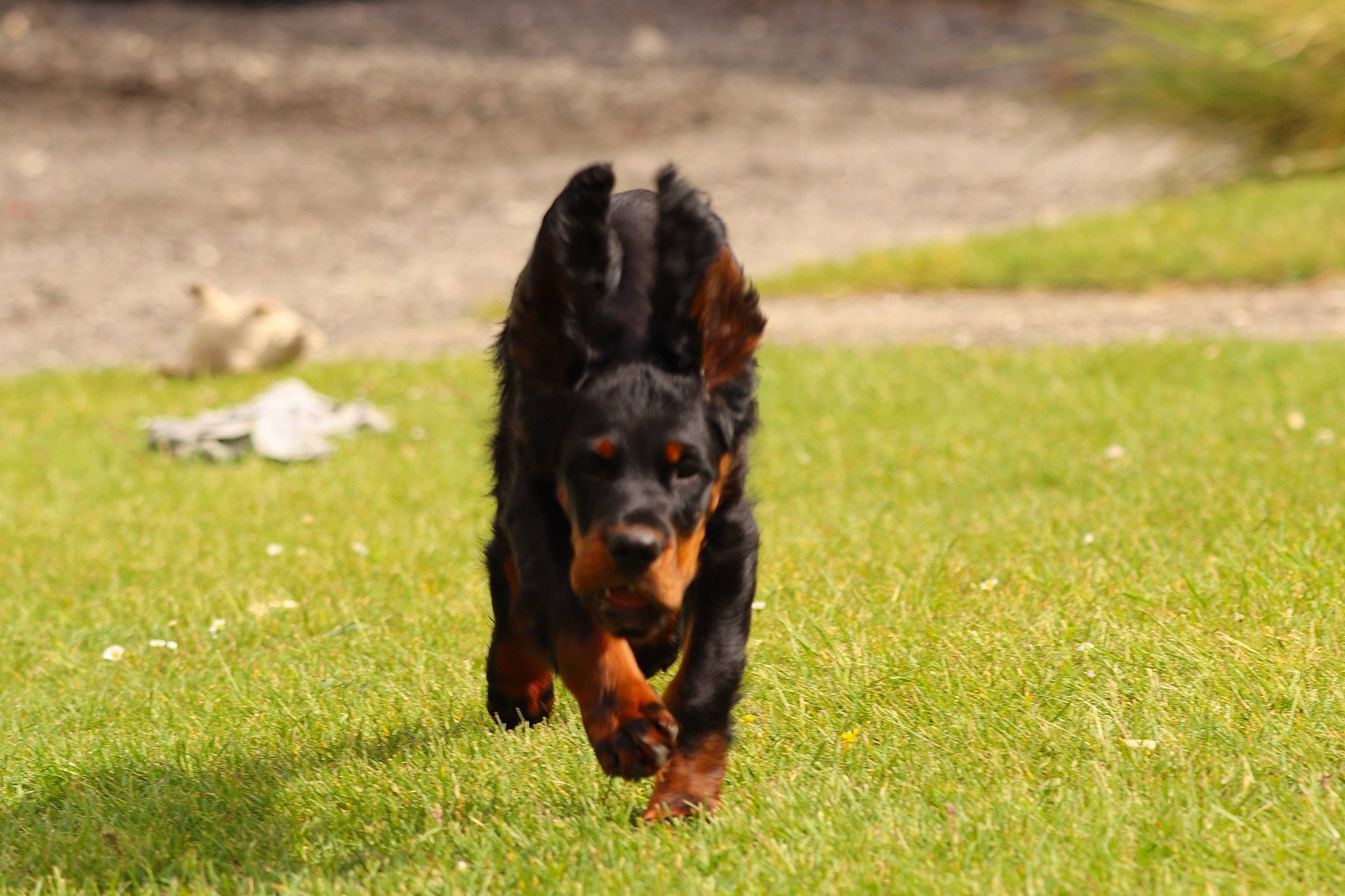 Taïco a rejoint le concours — aidez-le/la à gagner de superbes lots ! canidae, carnivore, companion_dog, dog, dog_breed, grass, grassland, guard_dog, hunting_dog, puppy, spaniel, sporting_group, tail, terrestrial_animal, toy_dog, working_animal, working_dog