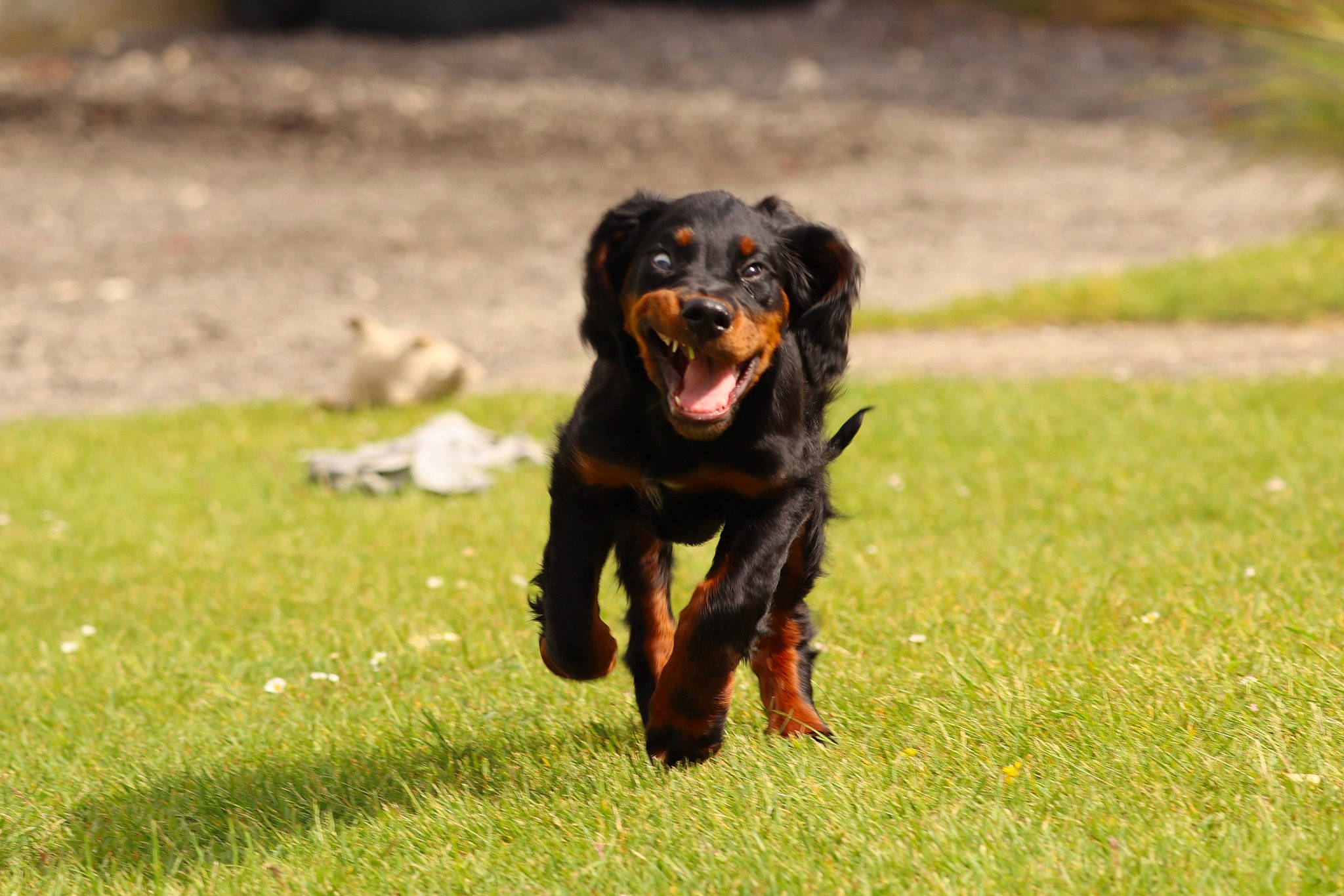 Taïco a rejoint le concours — aidez-le/la à gagner de superbes lots ! canidae, carnivore, companion_dog, dog, dog_breed, grass, guard_dog, hound, hunting_dog, pinscher, rottweiler, snout, sporting_group, terrestrial_animal, working_animal, working_dog