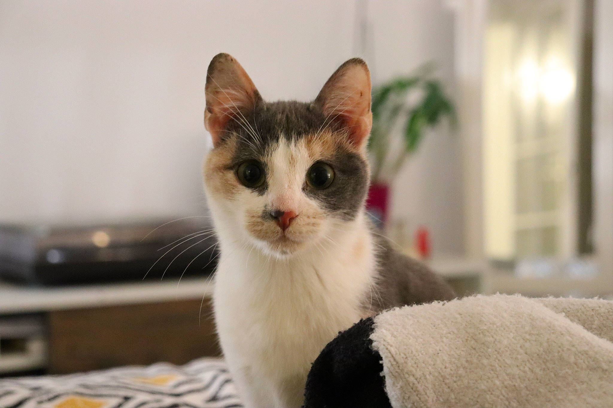 Mia participe au concours pour gagner de l'argent avec cette photo : carnivore, cat, collar, comfort, computer_keyboard, domestic_short_haired_cat, fawn, felidae, fur, head, peripheral, plant, small_to_medium_sized_cats, snout, terrestrial_animal, whiskers