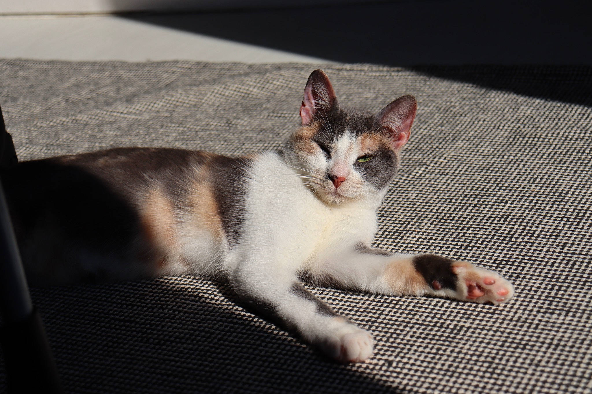 Mia participe au concours pour gagner de l'argent avec cette photo : carnivore, cat, claw, domestic_short_haired_cat, felidae, foot, fur, grass, human_leg, paw, road_surface, sitting, small_to_medium_sized_cats, snout, tail, whiskers