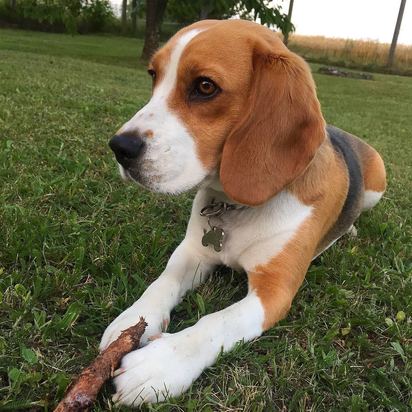 Monza participe au concours pour gagner de l'argent avec cette photo : american_foxhound, beagle, beagle_harrier, canidae, carnivore, companion_dog, dog, dog_breed, english_foxhound, estonian_hound, finnish_hound, grand_anglo_francais_tricolore, hamiltonstovare, harrier, mammal, pocket_beagle, posavac_hound, serbian_tricolour_hound, treeing_walker_coonhound, vertebrate