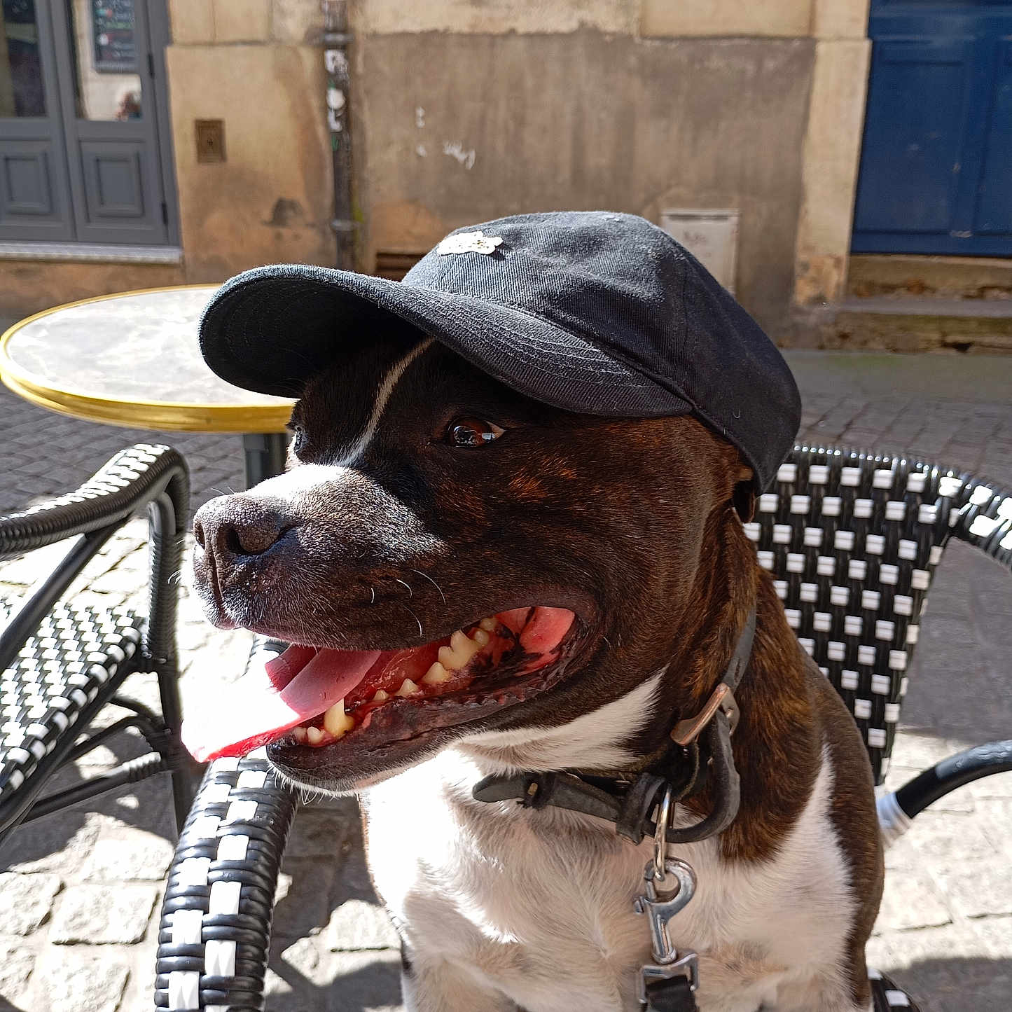 Sam a rejoint le concours — aidez-le/la à gagner de superbes lots ! animal, black_cap, cafe, canine, chair, closeup, collar, daytime, dog, friendly, happy, leash, outdoor, pavement, pet, seat, smiling, sunlight, table, tongue_out