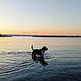 dog, water, silhouette, sunset, calm, ripples, shallow_water, sky, horizon, outdoor, nature, landscape, reflection, peaceful, evening, animal, lake, rocks, quiet, serene