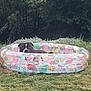 dog, inflatable_pool, grass, outdoor, summer, black_dog, pink_flamingo, greenery, leash, water, nature, pet, playful, relaxing, backyard, daytime, cute, animal, canine, colorful