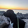 Sam a rejoint le concours — aidez-le/la à gagner de superbes lots ! dog, sunset, rocks, water, leash, outdoor, nature, calm, serene, sky, animal, pet, landscape, evening, sunlight, shore, quiet, black_and_white, sitting, profile