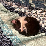 Arya is registered to the contest to win money with this photo: animal, bed, black_and_white, blanket, cat, cozy, curled_up, cute, domestic_animal, fur, indoor, kitten, patterned_blanket, peaceful, pet, quiet, resting, sleeping, small_animal, soft