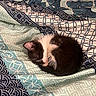 animal, bed, black_and_white, blanket, cat, cozy, curled_up, cute, domestic_animal, fur, indoor, kitten, patterned_blanket, peaceful, pet, quiet, resting, sleeping, small_animal, soft