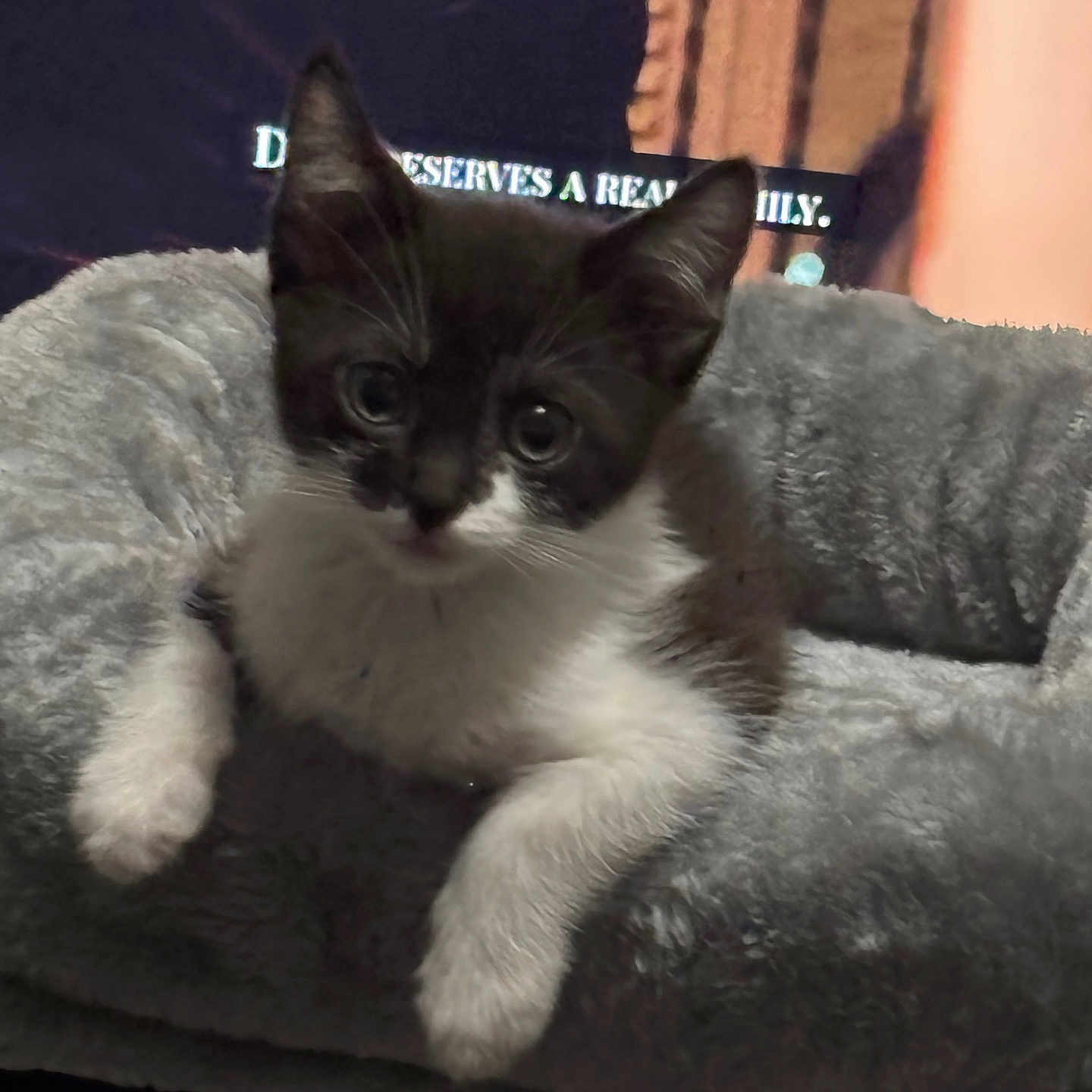 Arya