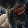 Snowball joined the competition — help win amazing prizes! kitten, cat, hand, blur, close_up, furry, pet, animal, indoor, white_paws, gray_fur, cute, soft, feline, holding, small, young, domestic_cat, fingers, limbs