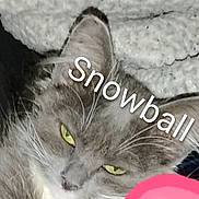 Snowball joined the competition — help win amazing prizes! cat, close_up, green_eyes, grey_fur, white_fur, whiskers, ears, face, pet, animal, feline, relaxed, text_overlay, name_text, indoor, portrait, fur_texture, pink_object, background, resting