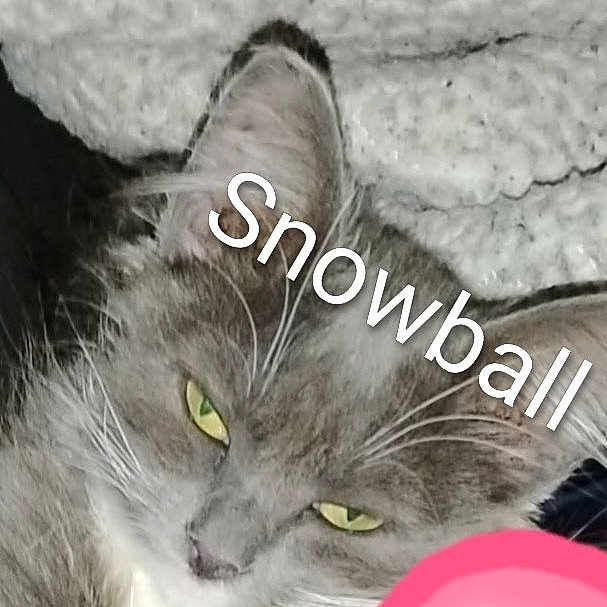 Snowball joined the competition — help win amazing prizes! cat, close_up, green_eyes, grey_fur, white_fur, whiskers, ears, face, pet, animal, feline, relaxed, text_overlay, name_text, indoor, portrait, fur_texture, pink_object, background, resting