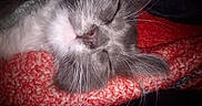Snowball joined the competition — help win amazing prizes! animal, blanket, cat, close_up, cozy, cute, domestic_cat, feline, fur, gray_cat, indoors, nose, peaceful, pet, red_blanket, resting, sleeping, soft_texture, whiskers, white_fur