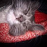 Snowball joined the competition — help win amazing prizes! cat, sleeping, close_up, gray_cat, white_fur, whiskers, nose, blanket, red_blanket, cozy, pet, feline, fur, resting, animal, cute, domestic_cat, indoors, soft_texture, peaceful