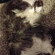 Snowball is registered to the contest to win money with this photo: belly_up, black_and_white, carpet, cat, cozy, cute, ears, eyes, fluffy, furry, indoor, kitten, long_hair, lying_down, paws, pet, portrait, relaxed, tuxedo_cat, whiskers