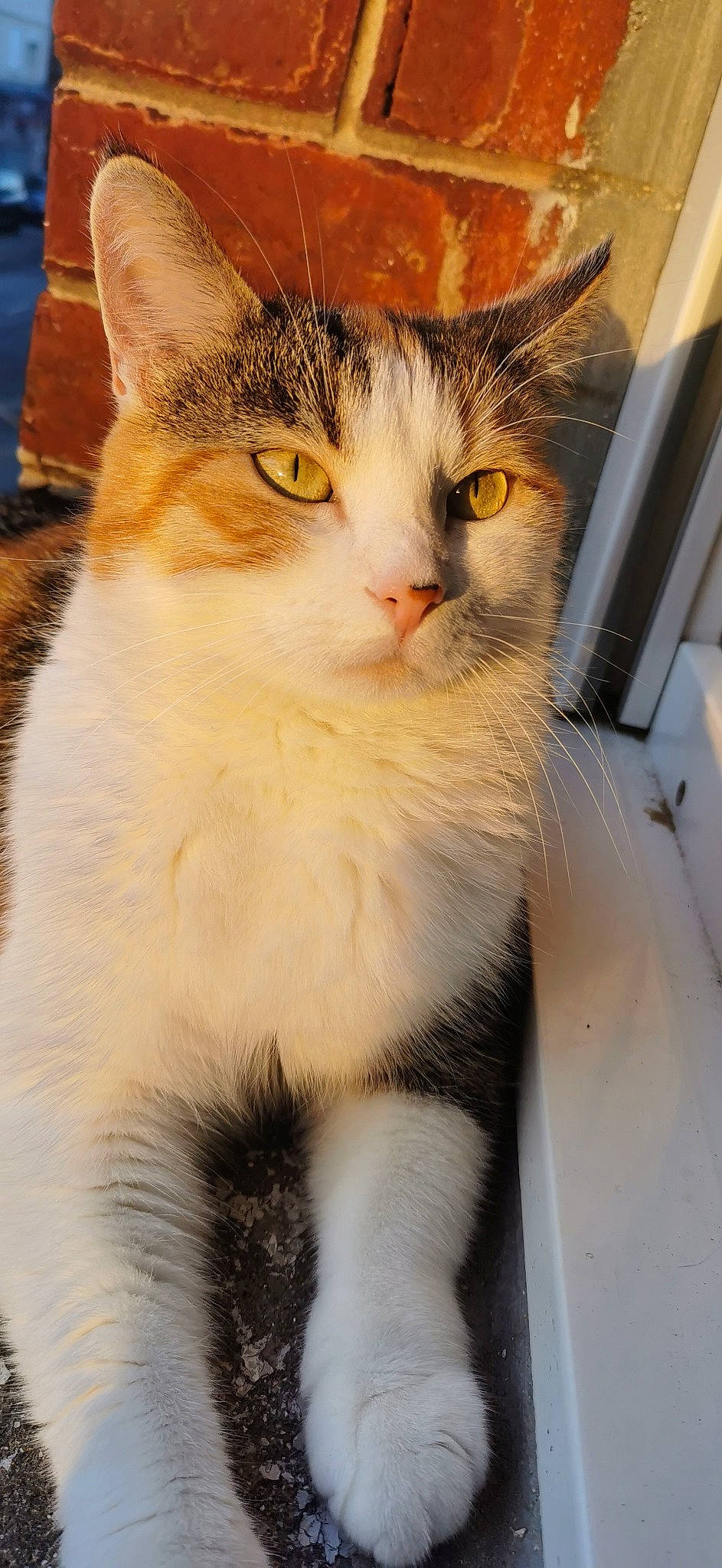 Lyli participe au concours pour gagner de l'argent avec cette photo : carnivore, cat, domestic_short_haired_cat, door, eye, fawn, felidae, fur, paw, small_to_medium_sized_cats, snout, tail, whiskers, window