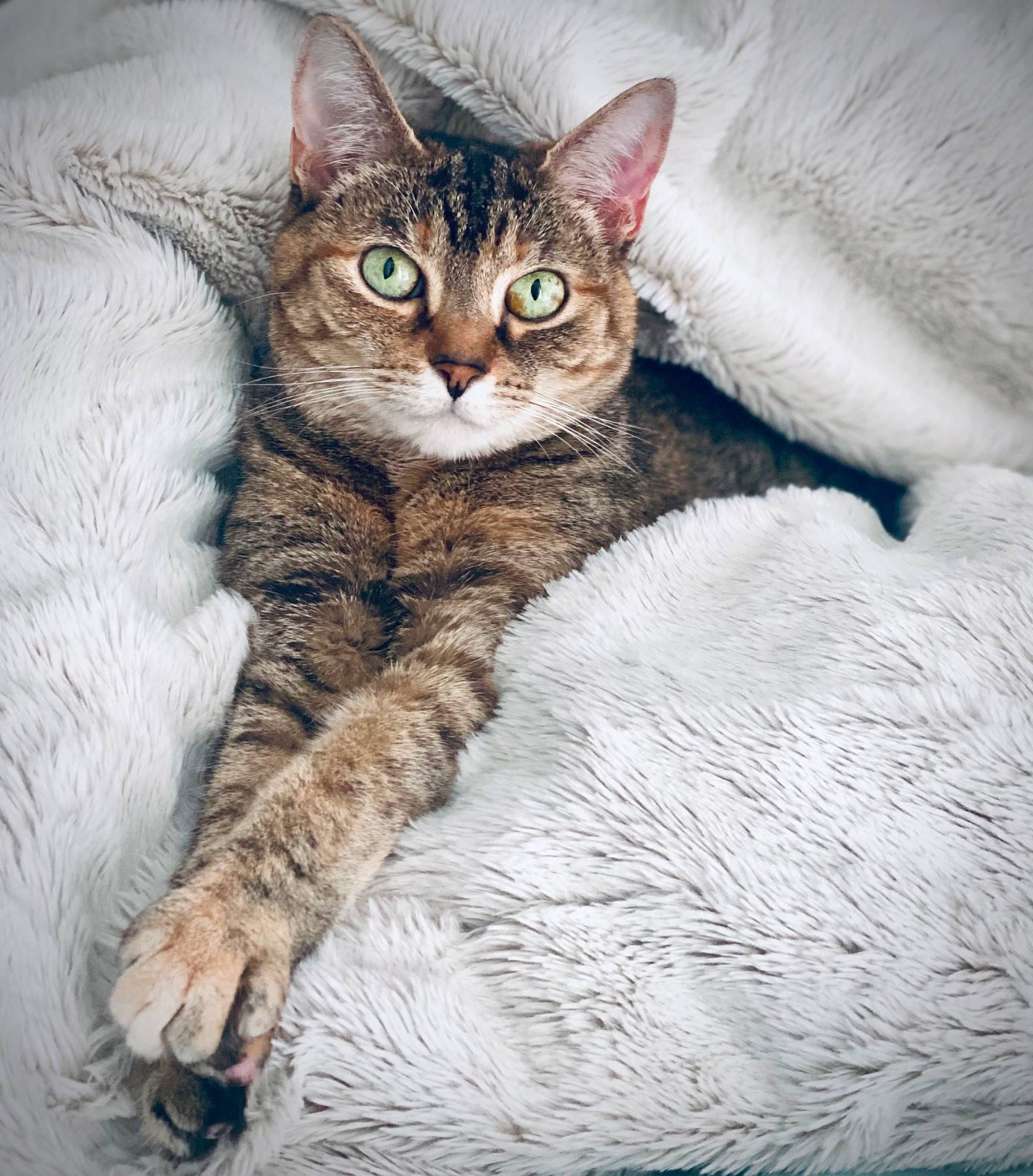 Hunter is registered to the contest to win money with this photo: carnivore, cat, claw, comfort, domestic_short_haired_cat, door, eye, felidae, fur, paint, painting, small_to_medium_sized_cats, snout, snow, tail, terrestrial_animal, tree, whiskers, wildlife, window