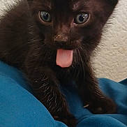 Grimm joined the competition — help win amazing prizes! kitten, cat, black_cat, animal, pet, tongue, blep, blue_blanket, close_up, portrait, front_view, green_eyes, pointed_ears, whiskers, fur, sitting, indoors, textured_wall, smartphone_screen, cute