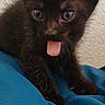 kitten, cat, black_cat, animal, pet, tongue, blep, blue_blanket, close_up, portrait, front_view, green_eyes, pointed_ears, whiskers, fur, sitting, indoors, textured_wall, smartphone_screen, cute