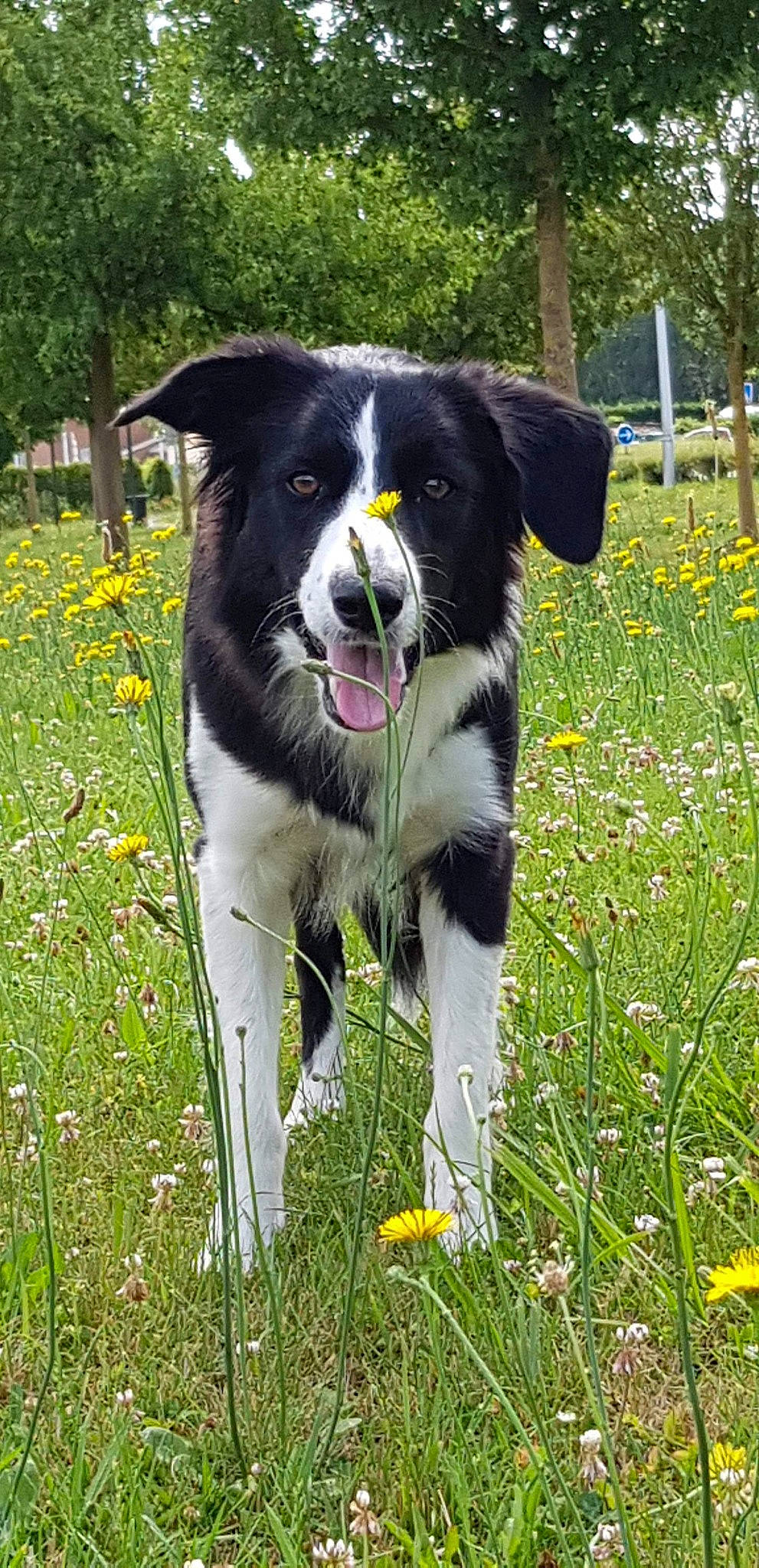 Kohlanta a rejoint le concours — aidez-le/la à gagner de superbes lots ! australian_collie, border_collie, canidae, carnivore, companion_dog, dog, dog_breed, english_shepherd, herding_dog, mammal, mcnab, meadow, plant, rare_breed_dog, sporting_group, stabyhoun, vertebrate, welsh_sheepdog, wildflower, working_dog