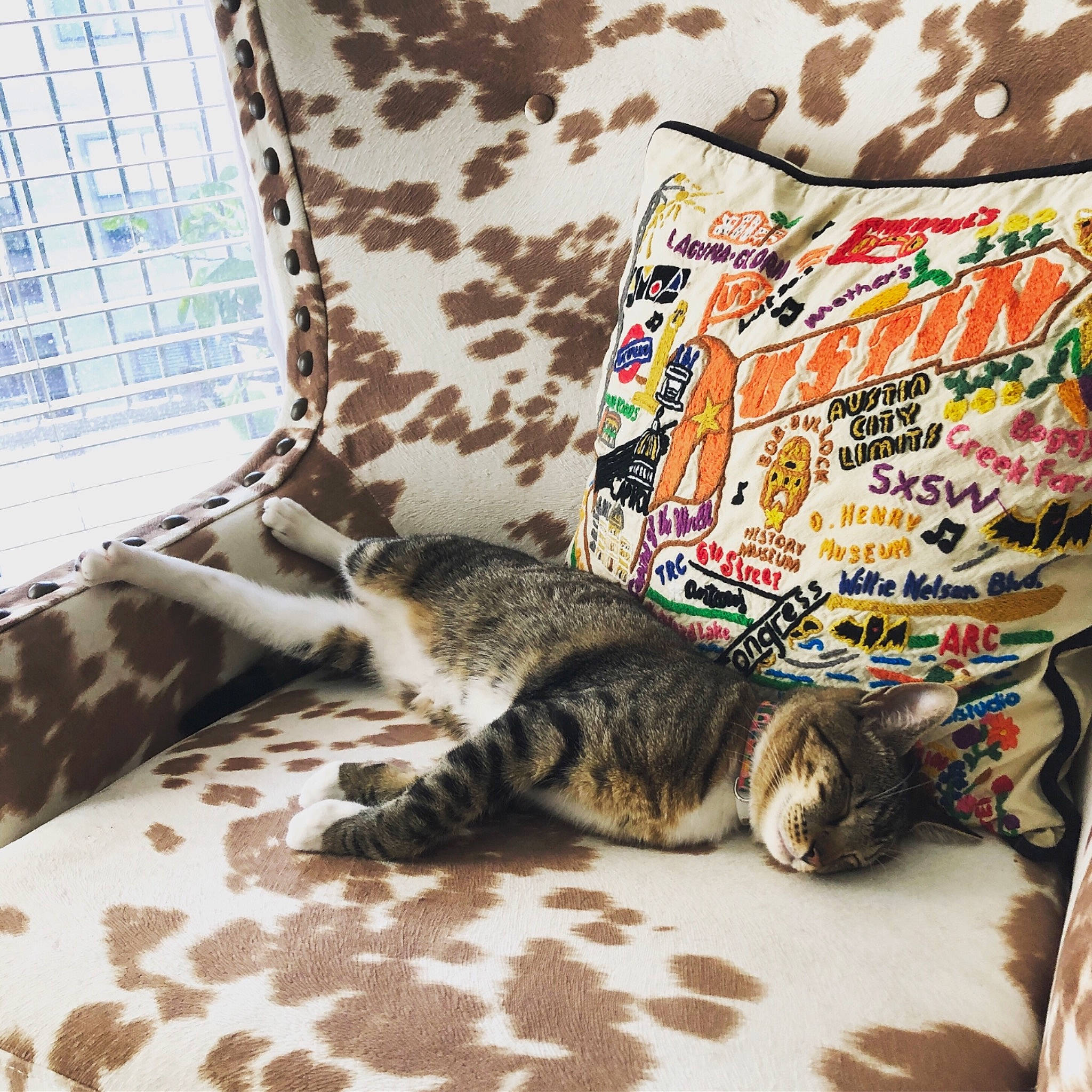 Fenway is registered to the contest to win money with this photo: american_shorthair, asian, bed_sheet, carnivore, cat, cushion, domestic_short_haired_cat, dragon_li, european_shorthair, felidae, fur, furniture, kitten, pillow, room, small_to_medium_sized_cats, tabby_cat, tail, textile, whiskers