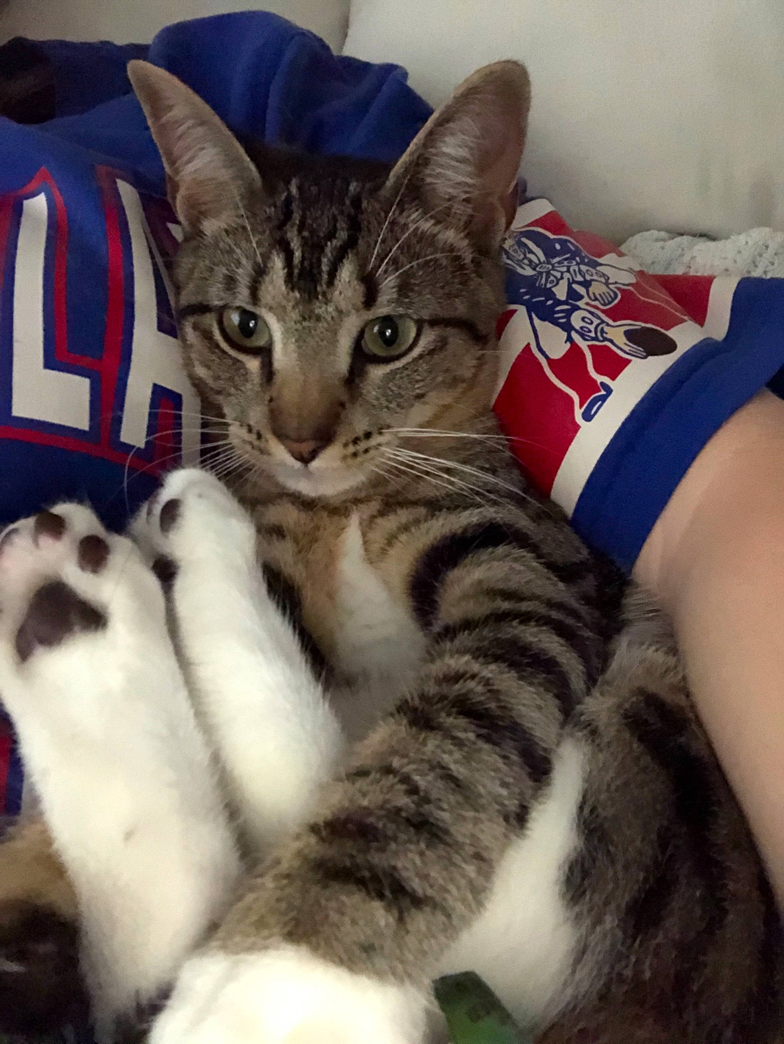 Fenway is registered to the contest to win money with this photo: aegean_cat, american_shorthair, american_wirehair, asian, california_spangled, carnivore, cat, domestic_short_haired_cat, dragon_li, european_shorthair, felidae, kitten, leg, mammal, paw, small_to_medium_sized_cats, snout, tabby_cat, vertebrate, whiskers