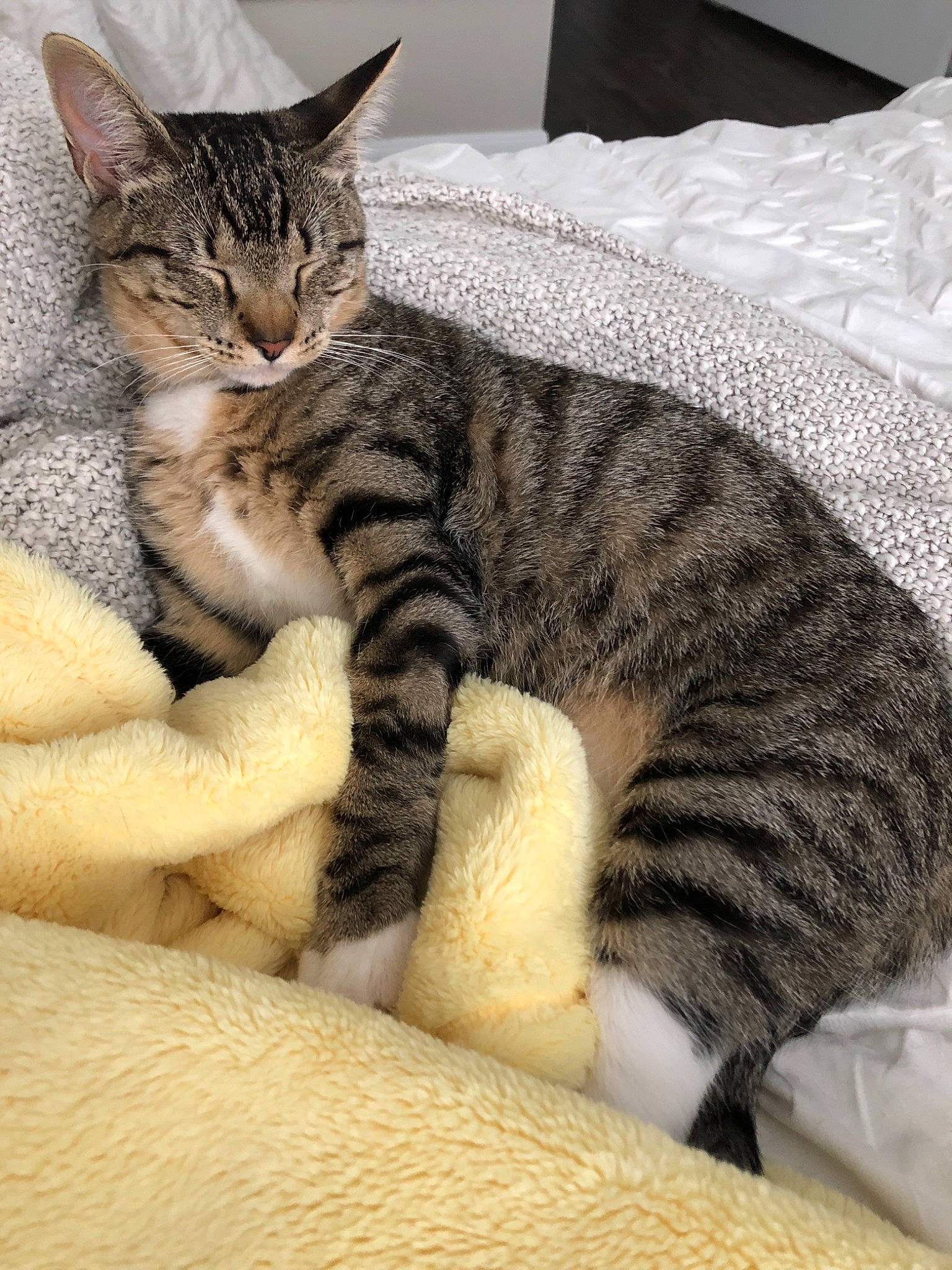 Fenway is registered to the contest to win money with this photo: american_shorthair, american_wirehair, asian, australian_mist, bengal, california_spangled, carnivore, cat, domestic_short_haired_cat, dragon_li, egyptian_mau, european_shorthair, felidae, kitten, mammal, pixie_bob, small_to_medium_sized_cats, tabby_cat, vertebrate, whiskers