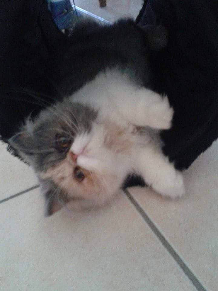 Kanelle a rejoint le concours — aidez-le/la à gagner de superbes lots ! carnivore, cat, domestic_long_haired_cat, ear, fawn, felidae, fur, kitten, mammal, norwegian_forest_cat, nose, persian, skin, small_to_medium_sized_cats, tail, whiskers