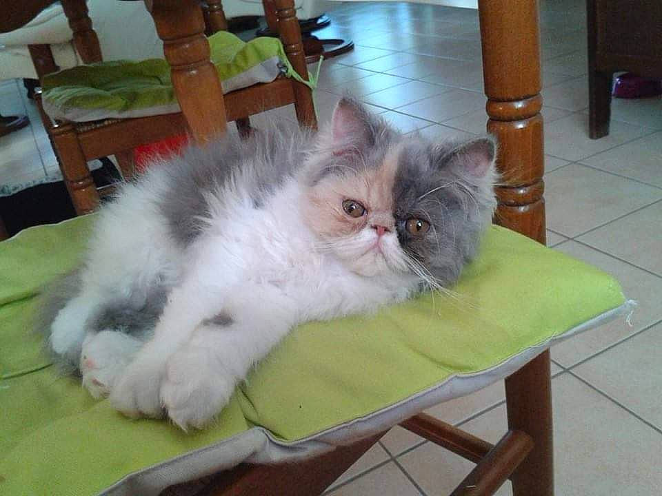 Kanelle a rejoint le concours — aidez-le/la à gagner de superbes lots ! asian_semi_longhair, british_longhair, british_semi_longhair, carnivore, cat, domestic_long_haired_cat, fawn, felidae, himalayan, kitten, mammal, napoleon_cat, norwegian_forest_cat, persian, plant, ragamuffin, ragdoll, small_to_medium_sized_cats, vertebrate, whiskers