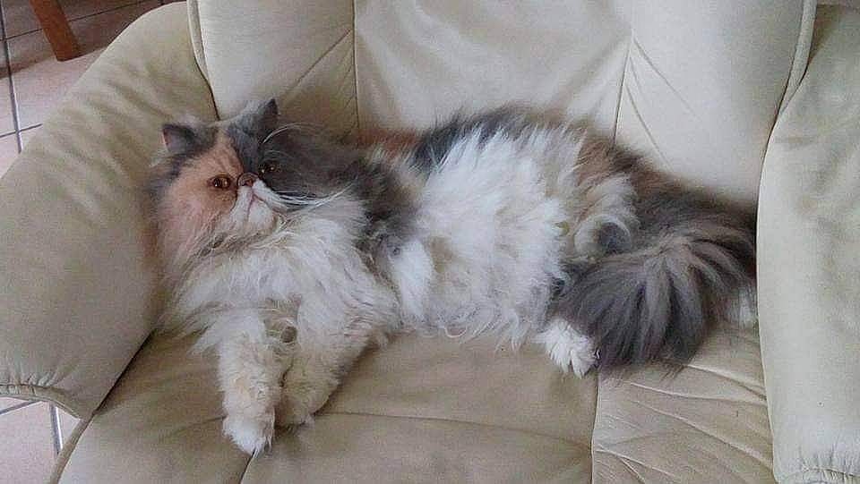 Kanelle a rejoint le concours — aidez-le/la à gagner de superbes lots ! asian_semi_longhair, british_longhair, british_semi_longhair, carnivore, cat, domestic_long_haired_cat, fawn, felidae, himalayan, kitten, mammal, napoleon_cat, norwegian_forest_cat, persian, ragamuffin, ragdoll, small_to_medium_sized_cats, vertebrate, whiskers